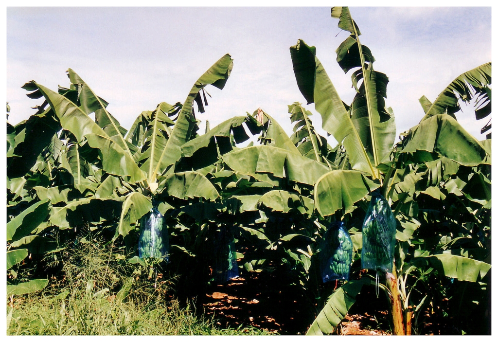 03 - Guadeloupe (14).jpg